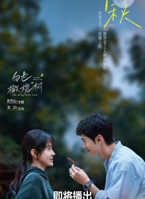 Белое оливковое дерево